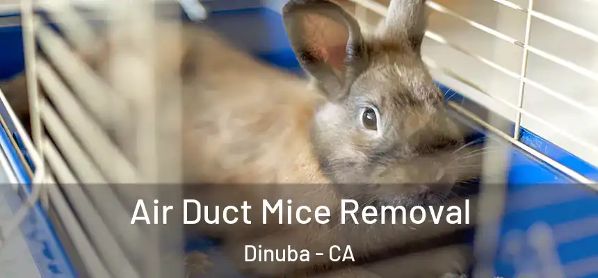  Air Duct Mice Removal Dinuba - CA